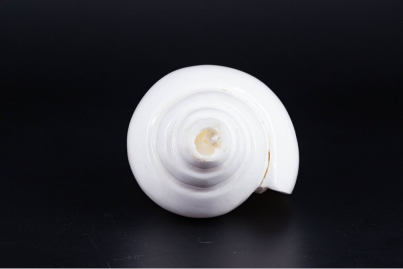 High Quality Plain Shankha